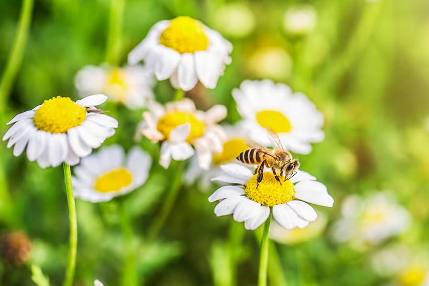 Jakie rośliny sadzić w ogrodzie, aby przyciągnąć do niego pszczoły?