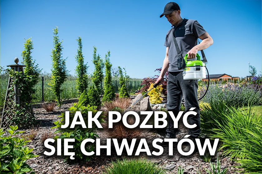 Chwasty w trawie – jak się pozbyć chwastów z trawnika?