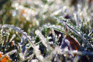 Trawnik po zimie – przedwiosenna pielęgnacja