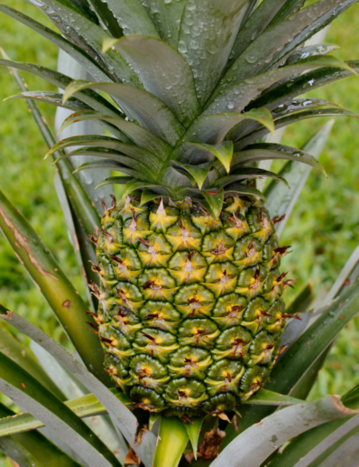 Egzotyczne owoce w domu – jak uprawiać ananasa?