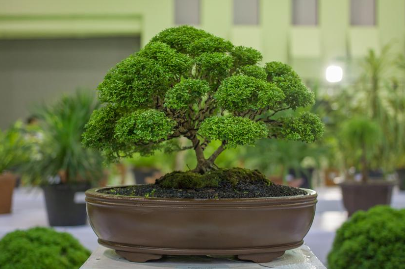 Jak samodzielnie wyhodować drzewko bonsai?