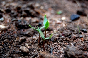 Rodzaje gleby w ogrodach. Jak ulepszyć ogrodową glebę?