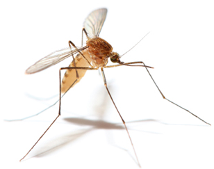 Komary – jak z nimi walczyć?