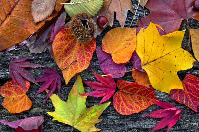 Dlaczego w okresie jesiennym liście zmieniają kolor?
