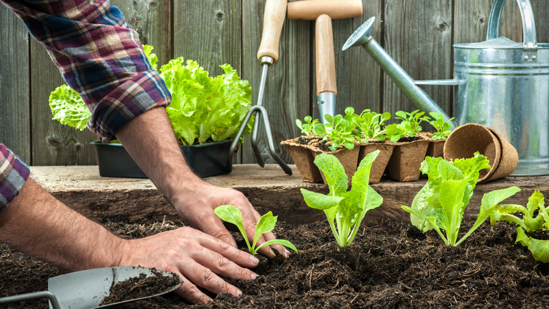 Sprzęt ogrodniczy – kupić czy wypożyczyć?