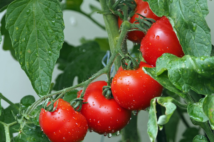 Uprawa pomidorów – podlewanie, nawożenie i palikowanie