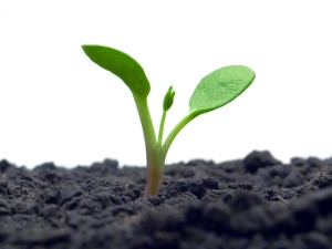 Nawożenie – wzbogacanie gleby w składniki odżywcze