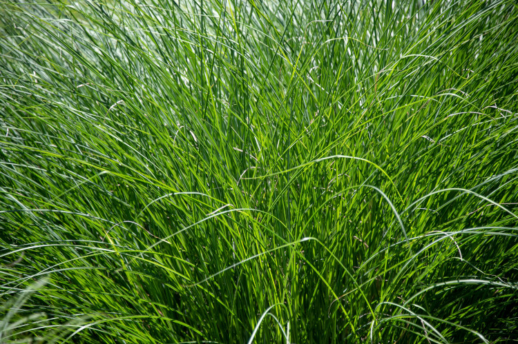 Jak dbać o trawy ozdobne?