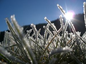 Trawnik po zimie