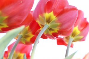 Kwitnienie tulipanów