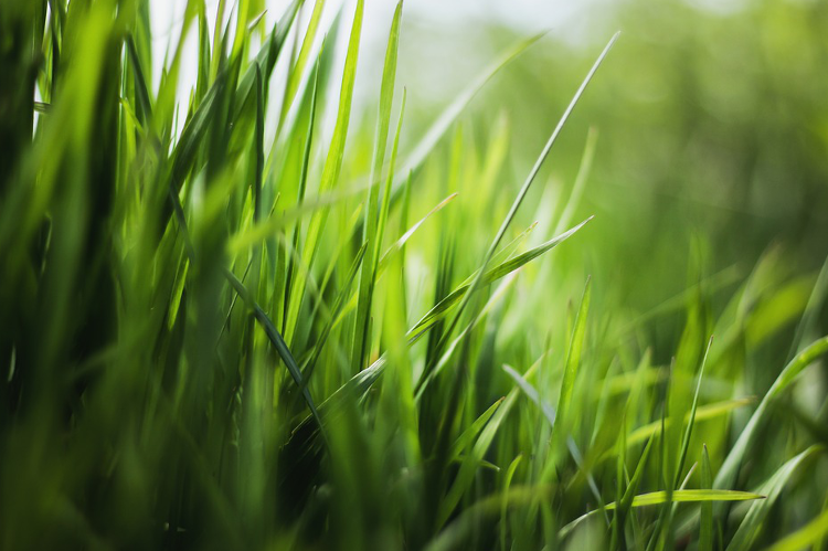 Zadbaj o trawnik na wiosnę, czyli wszystko o wertykulacji